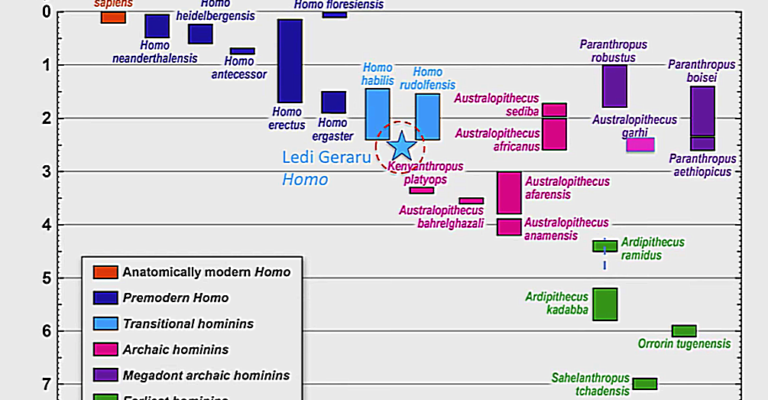 1.1 Human lineage (3)